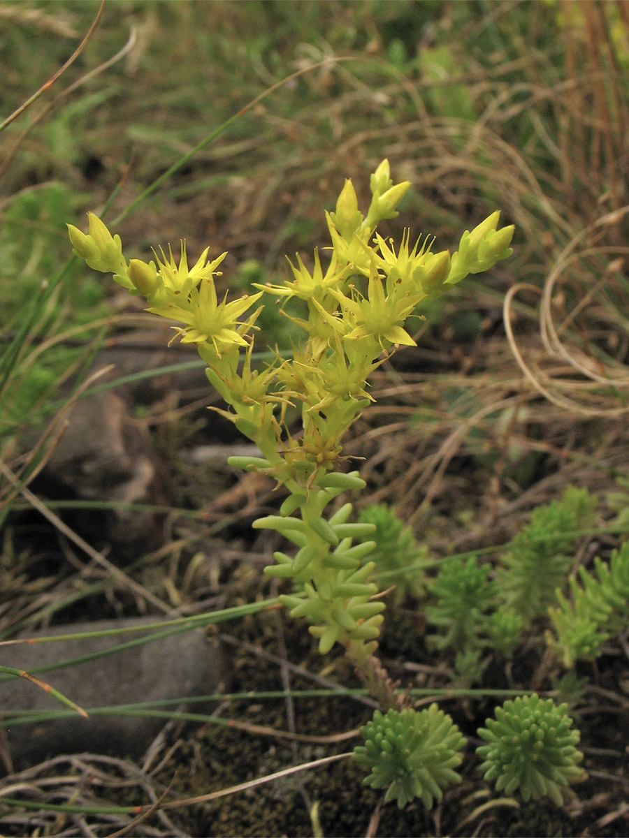 Изображение особи Sedum sexangulare.