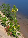 Oenothera biennis. Цветущее и плодоносящее растение. Московская обл., Орехово-Зуевский р-н, окр. дер. Красная Дубрава, долина р. Клязьма, песчаный берег реки. 26.08.2018.