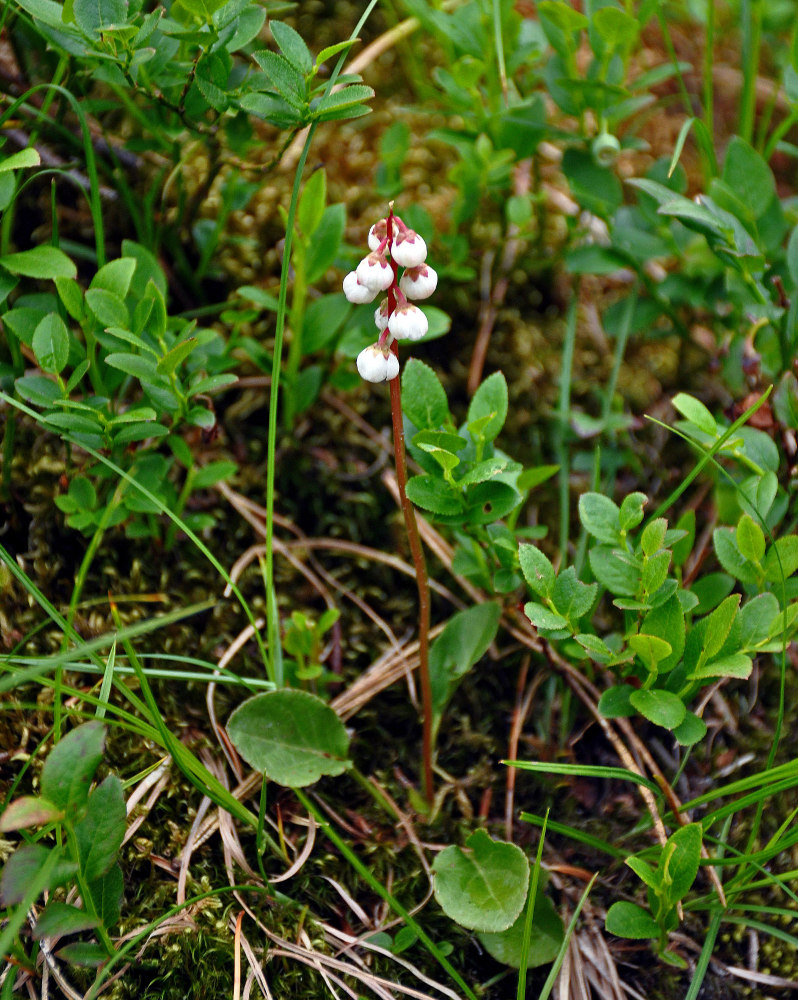 Изображение особи Pyrola minor.