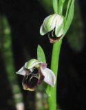 Ophrys oestrifera