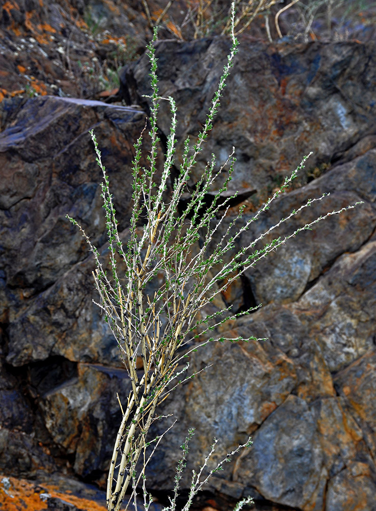 Изображение особи Caragana pygmaea.