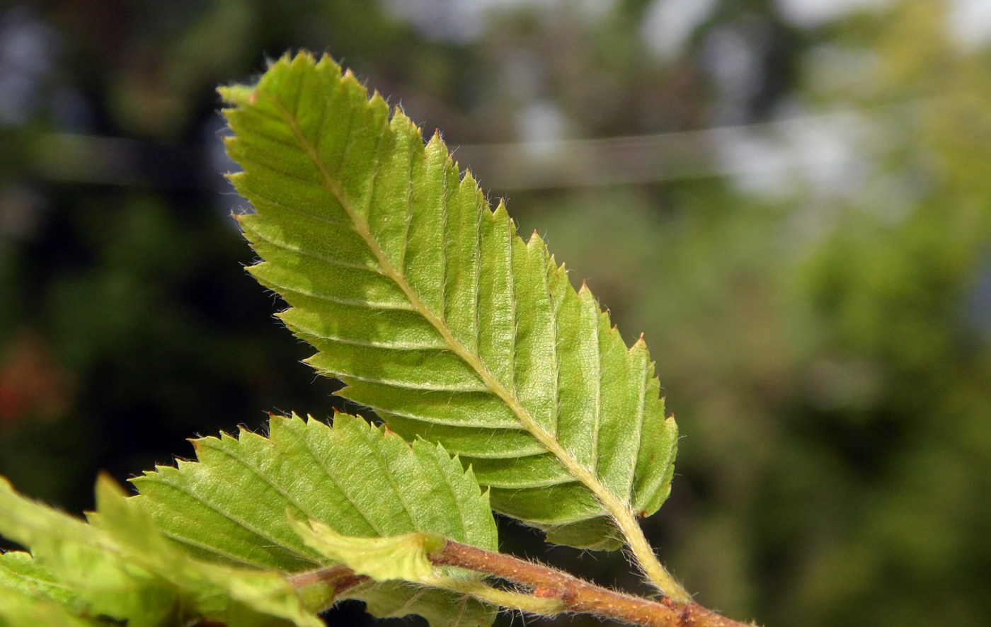 Изображение особи Carpinus orientalis.