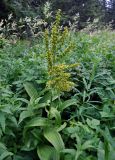 Veratrum lobelianum