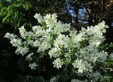 Exochorda &times; macrantha