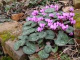 Cyclamen coum. Цветущее растение. Краснодарский край, г. Усть-Лабинск, в культуре на приусадебном участке (происхождение - станица Саратовская). 29.02.2020.