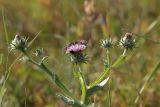 Cousinia microcarpa