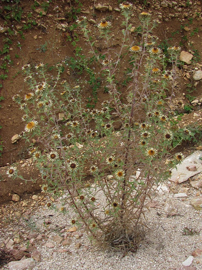 Изображение особи Carlina vulgaris.