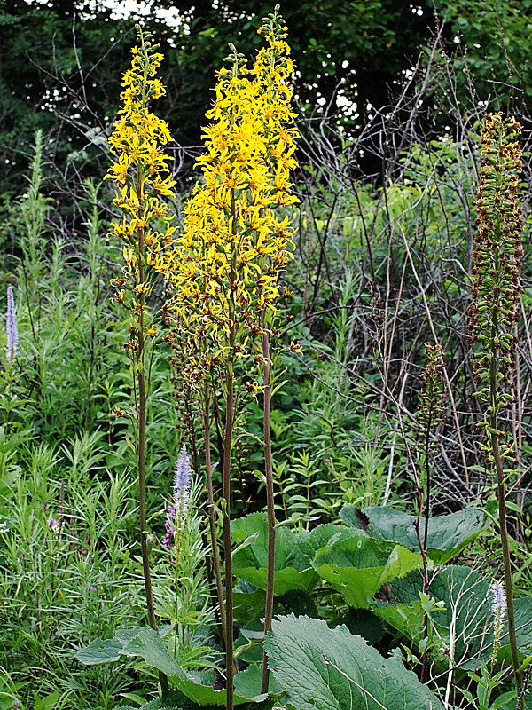 Изображение особи Ligularia jaluensis.