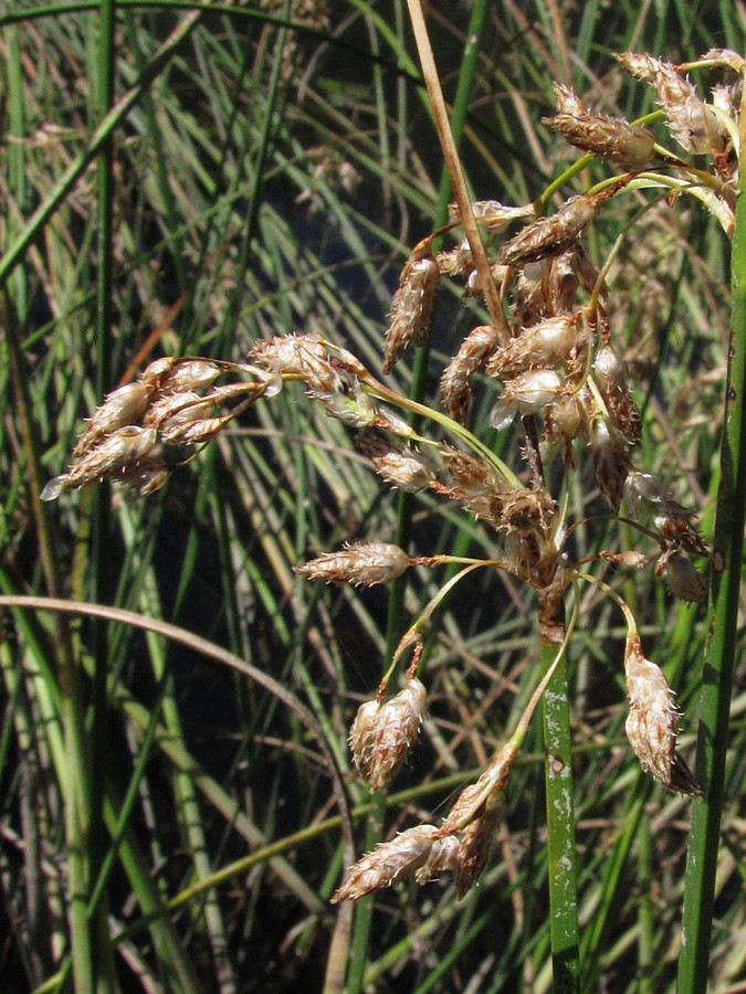 Изображение особи Schoenoplectus litoralis.