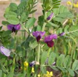 Vicia sativa