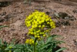 Patrinia sibirica