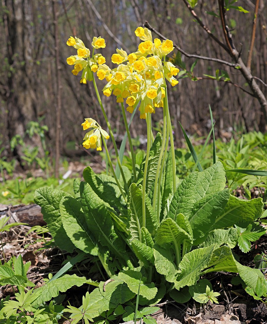 Изображение особи Primula macrocalyx.