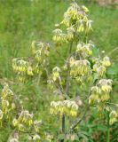 Thalictrum amurense