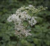 Filipendula ulmaria