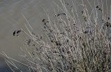 Juncus arabicus