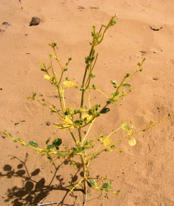 Изображение особи Euphorbia cheirolepis.