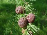 Larix sibirica