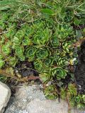 Saxifraga paniculata