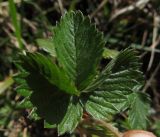 Fragaria viridis