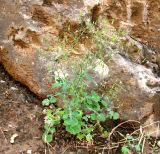 Lactuca dissecta. Растение у стены ущелья. Туркменистан, хр. Кугитанг, ущелье Умбардере. Июнь 2012 г.