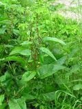 Rumex obtusifolius