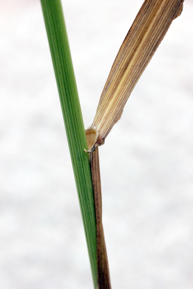 Изображение особи Elymus drobovii.