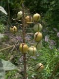 Eremurus aitchisonii