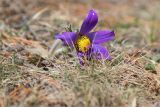 Pulsatilla turczaninovii