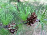 Larix sibirica. Веточка с прошлогодними шишками. Новосибирская обл., Карасукский р-н, с. Благодатное, ур. Бабешкино, лесонасаждение. 17.05.2014.