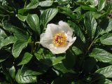 Paeonia wittmanniana