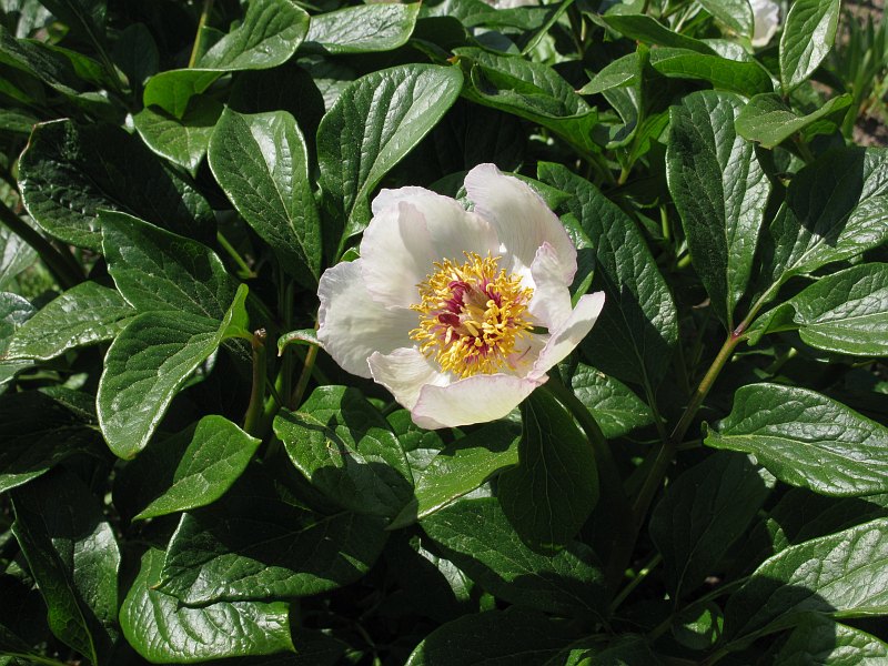 Изображение особи Paeonia wittmanniana.