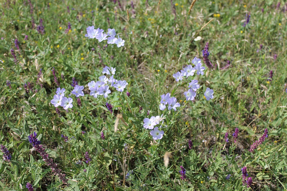 Изображение особи Linum hirsutum.