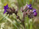 Anchusa officinalis. Соцветие. Ленинградская обл., Лужский р-н, 136 км шоссе М-20, сухой луг в полосе отчуждения у шоссе. 05.07.2014.