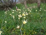 Tulipa bifloriformis