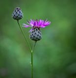 Centaurea scabiosa