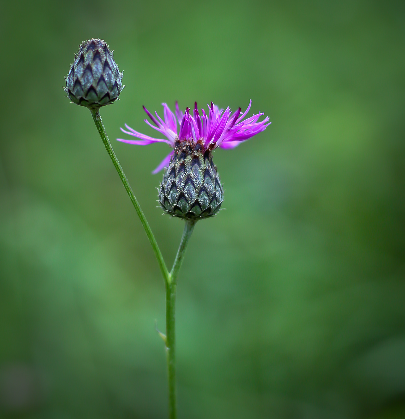 Изображение особи Centaurea scabiosa.