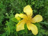 Hypericum ascyron