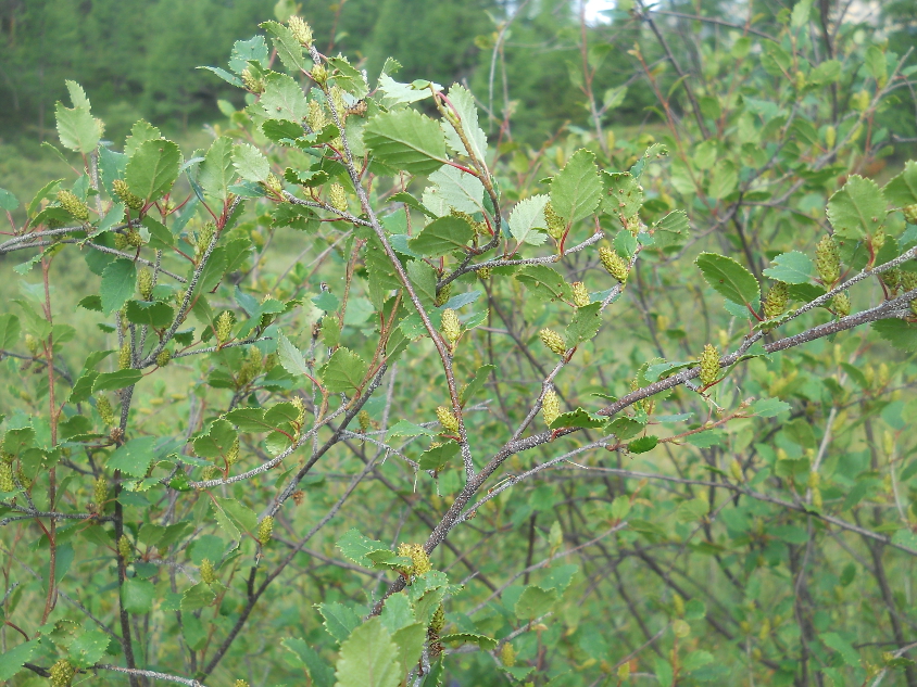 Изображение особи Betula fruticosa.