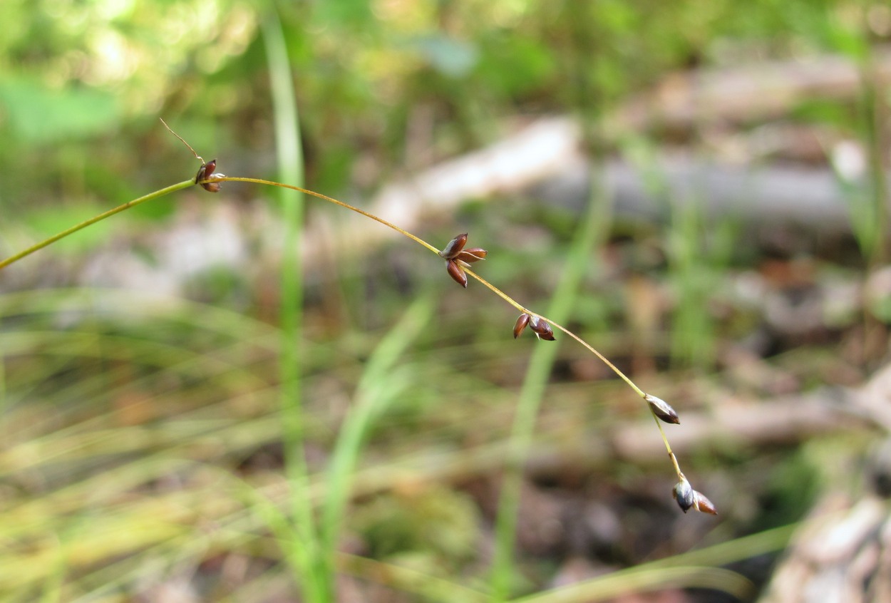 Image of Carex disperma specimen.