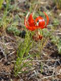 Lilium pumilum. Цветущее растение. Иркутская обл., Ольхонский р-н, побережье оз. Байкал, окр. базы Чара. 26.06.2014.