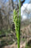 Carex michelii