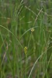 Carex scabrifolia. Верхушка плодоносящего растения. Приморский край, Шкотовский р-н, окр. с. Речица, приморский засолённый сырой луг. 30.06.2016.