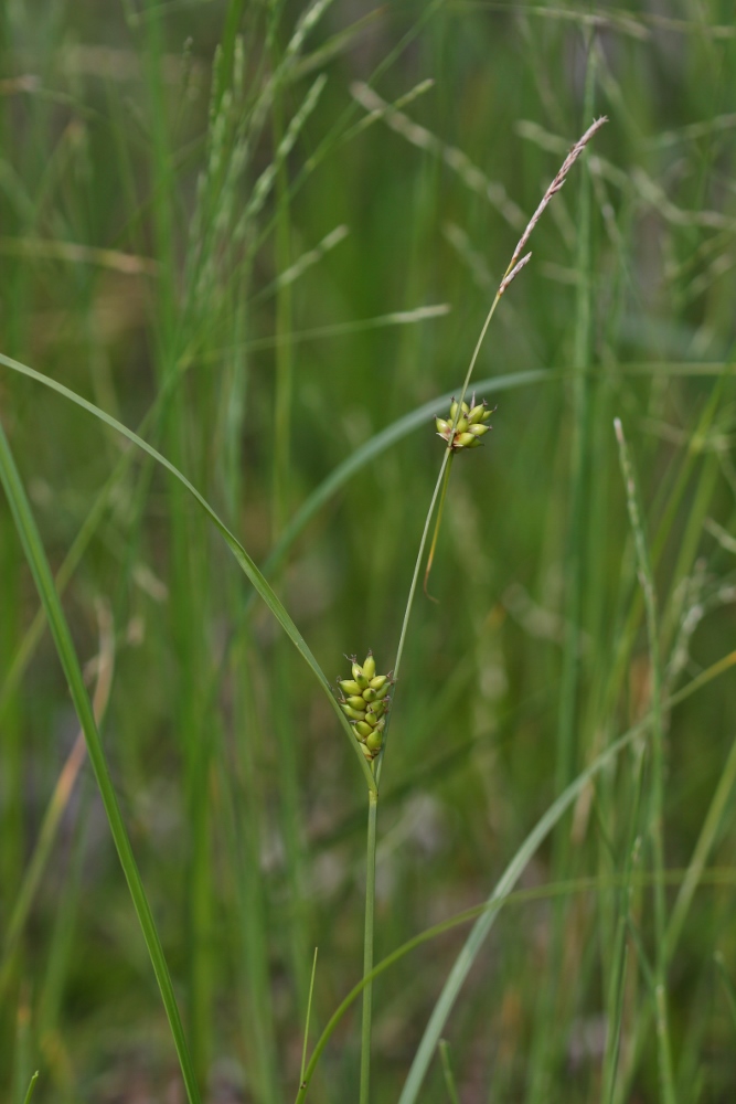 Изображение особи Carex scabrifolia.