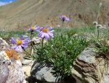 Rhinactinidia eremophila