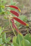 Lathyrus japonicus подвид pubescens