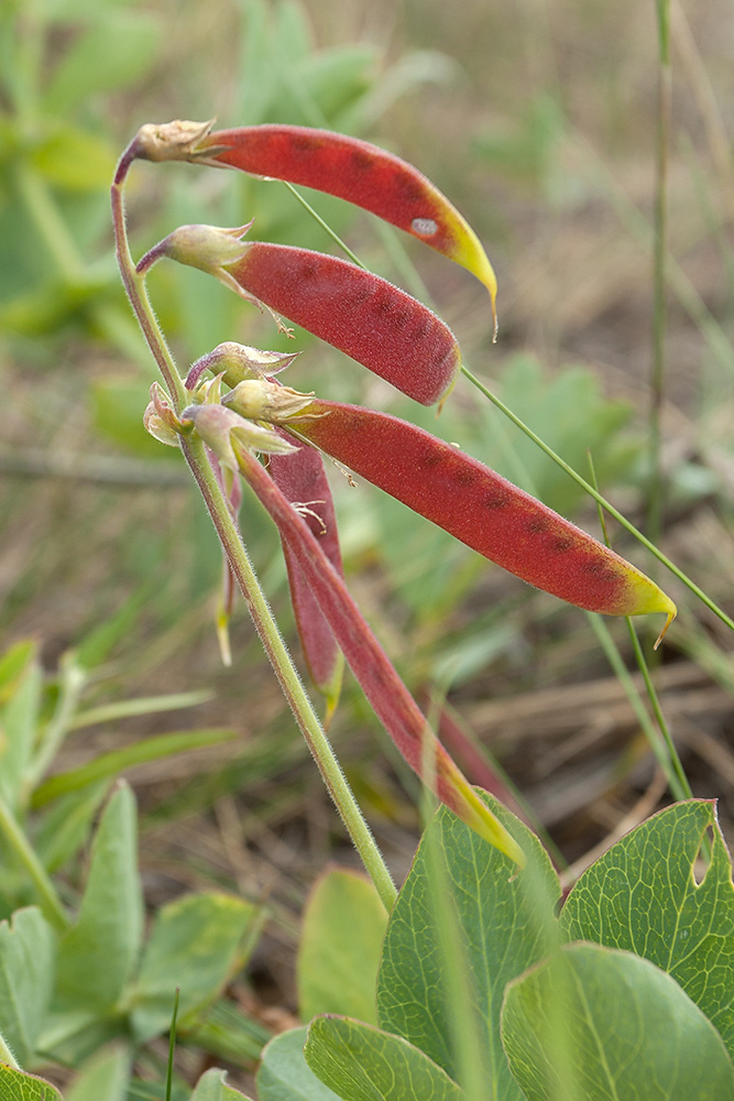 Изображение особи Lathyrus japonicus ssp. pubescens.