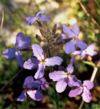 Hesperis steveniana. Соцветие. Украина, Крым, Никитский ботанический сад, заповедник \"Мыс Мартьян\", лес. Средина апреля 2002 г.