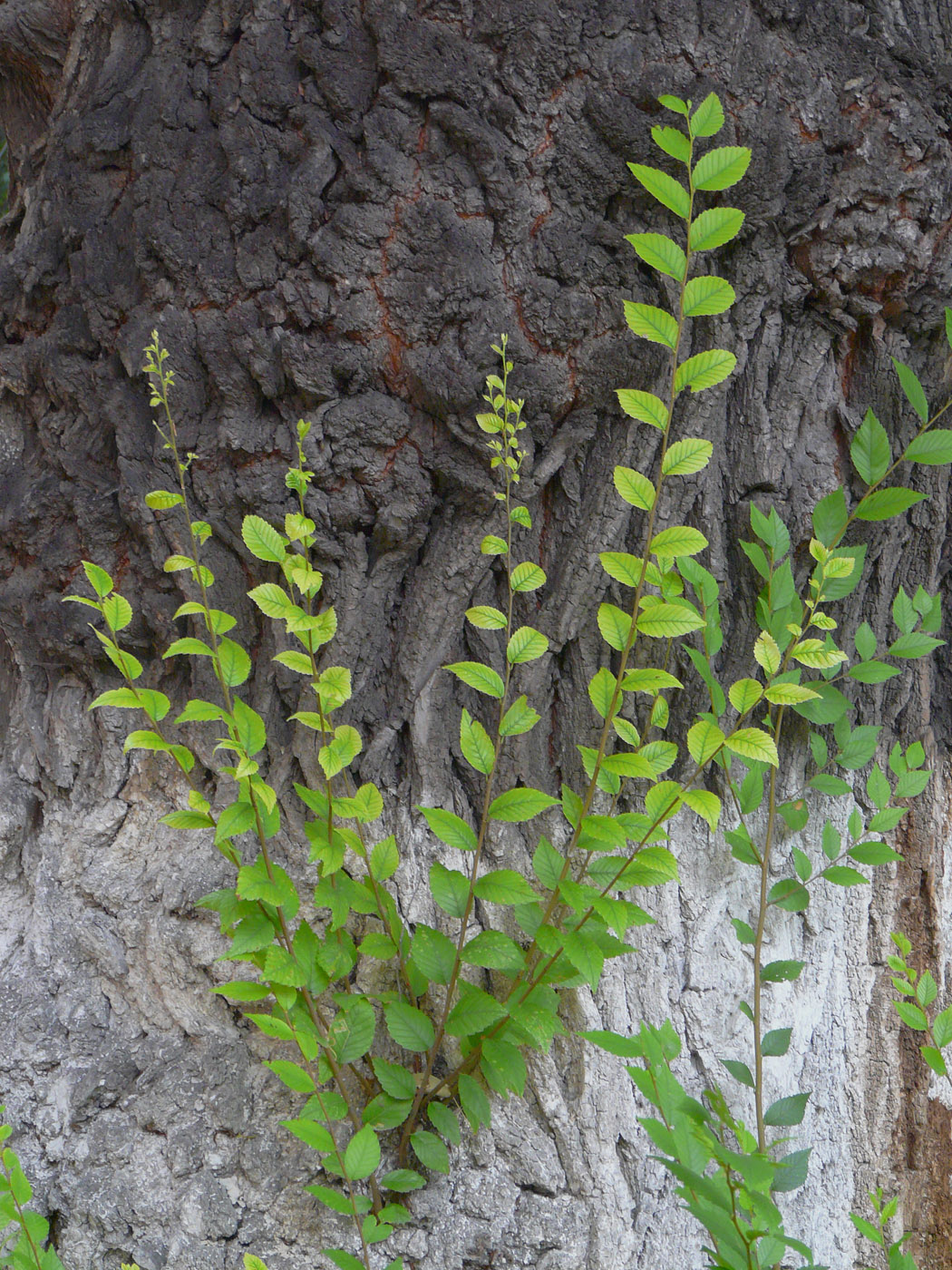 Изображение особи Ulmus pumila.