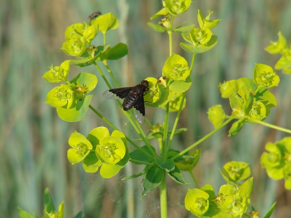 Изображение особи Euphorbia virgata.