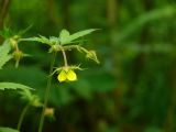 Geum &times; intermedium